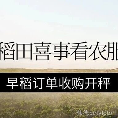 稻田喜事看农服丨台州农服公司早稻订单收购开秤！