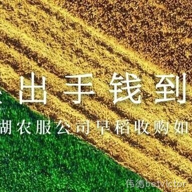 粮出手钱到手 | 台州农服公司早稻收购如火如荼