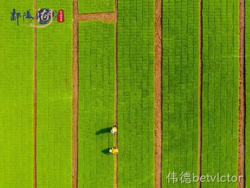 2018.6.13  “伟德betvlctor”大米品牌成为浙江稻米区域重点建设品牌